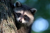 Raccoon Photo 01